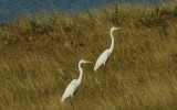 Nov 26 Great  Egrets