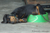 Dec 2  Food bowl...bed...whatever...