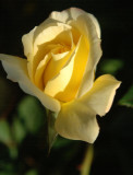 Dec 10   Yellow Rose of Taiwan