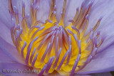Jan 16   Water Lily
