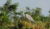 Jan 29   Grey Heron