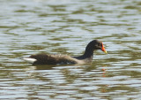 Feb 6   Water off a ducks back