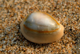 Apr 2  Ringed Cowry