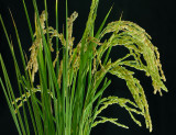 May 5    Rice