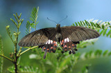 May 8   Large Rose Swallowtail