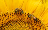 May 12    Two bees or not....