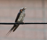 June 5   Striated Swallow