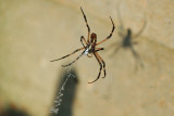 Sept 19 ...man, I hate spiders
