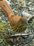 Sept 27 Brown Thrasher