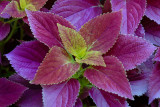 Oct 16  Coleus