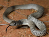 Spotted Blacksnake, Pseudechis guttatus