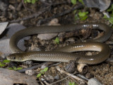 Delma tincta