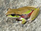 Aussie Frogs