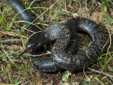 Spotted Blacksnake, Pseudechis guttatus