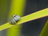 Tasmanian Jumping Spider, Salticidae