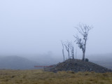 Cradle Fog