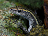 Cryptoblepharus pulcher, the Eastern fence skink