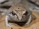 Eastern Pobblebonk, Limnodynastes dumerilii