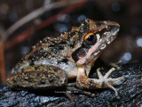 Litoria freycineti