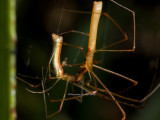 Long-jawed spiders, Tetragnathidae