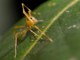 Thomisidae, green ant mimic, Amyciaea albomaculata