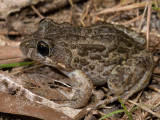 Marbled frog, Limnodynastes convexiusculus