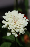 White Zinnea