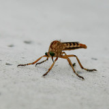 Robber Fly