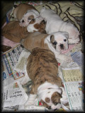 Litter #2 6 weeks old