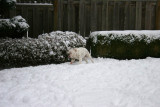 Bulldogs in the Snow....