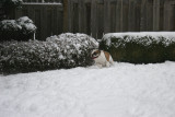 Bulldogs in the Snow....