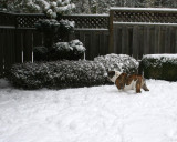 Bulldogs in the Snow....