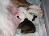 Roxy Litter...Litter #3
