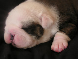 Roxys pup -13.jpg