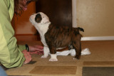 Pirate 6 weeks