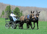 green meads farm 5/3/07 - john henry on the near side and agnes on the off side - photo by Jeff Morse