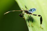 Assassin Bug! pg2