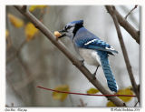 Geai bleu <br> Blue jay