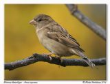 Moineau domestique - House sparrow