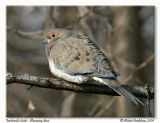 Tourterelle triste - Mourning dove