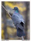 Pigeon biset <br/> Rock dove