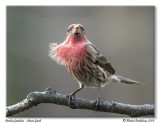 Roselin familier <br/> House finch