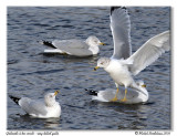 Golands  bec cercl - Ring billed gulls