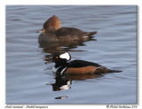 Harle couronn <br/> Hooded merganser