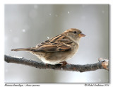 Moineau domestique <br/> House sparrow