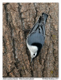 Sitelle  poitrine blanche <br/> White breasted nuthatch