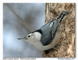 Sitelle  poitrine blanche <br/> White breasted nuthatch