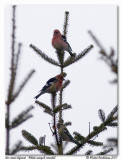 Bec crois bifasci - White winged crossbill