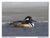 Harle couronn <br> Hooded merganser