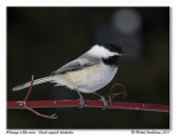 Msange  tte noire<br>Black capped chickadee